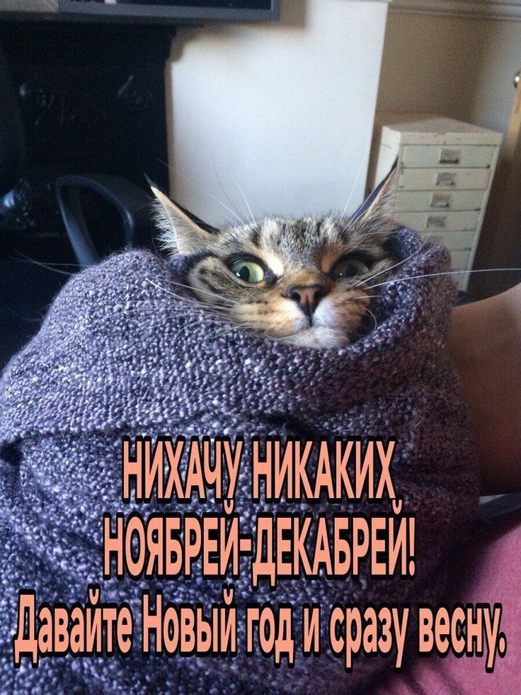 НИХАЧУ НИКАКИХ НОЯБРЕЙ-ДЕКАБРЕЙ! Давайте Новый год и сразу весну.