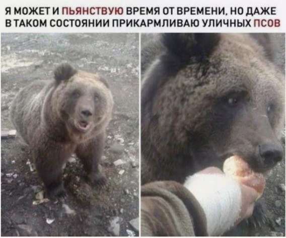 Я может и пьянствую время от времени, но даже в таком состоянии прикармливаю уличных псов