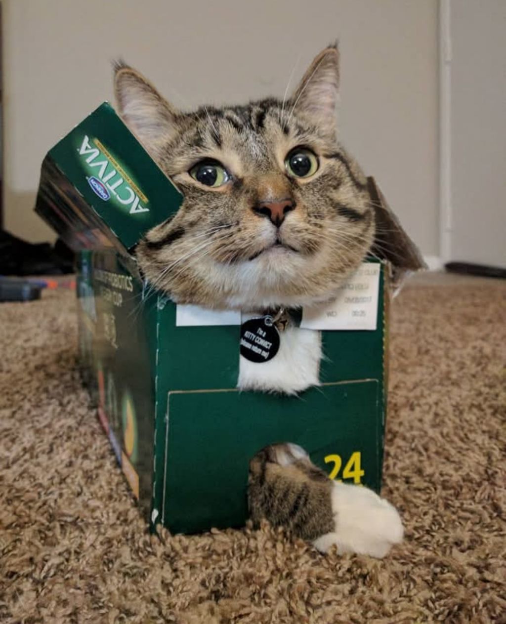 Кот в коробке. Зеленая коробка с надписью 24, кот выглядывает из отверстия, голова в боксе, лапа свернулась под коробкой.