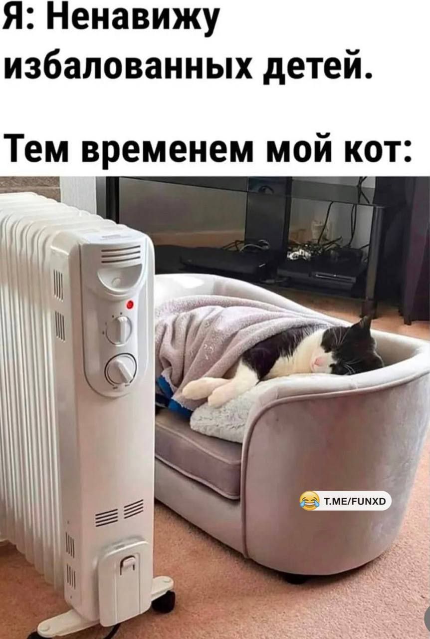 Я: Ненавижу избалованных детей. Тем временем мой кот: