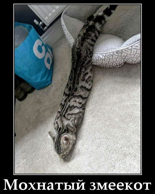 Мохнатый змеек