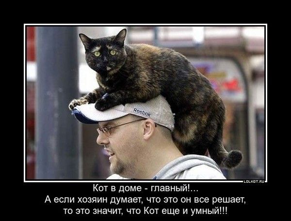 Кот в доме - главный!...
А если хозяин думает, что это он все решает, то это значит, что Кат еще и умный!!!