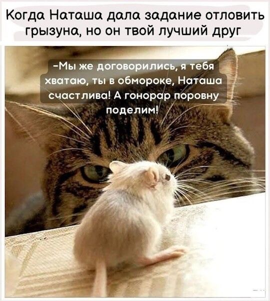 Когда Наташа дала задание отловить грызуна, но он мой лучший друг
- Мы же договорились, я тебя хватaю, ты в обмороке, Наташа счастлива! А гонор поровну поделим!