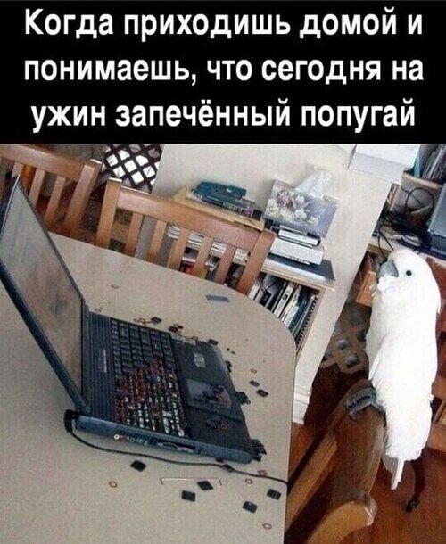 Когда приходишь домой и понимаешь, что сегодня на ужин запечённый попугай