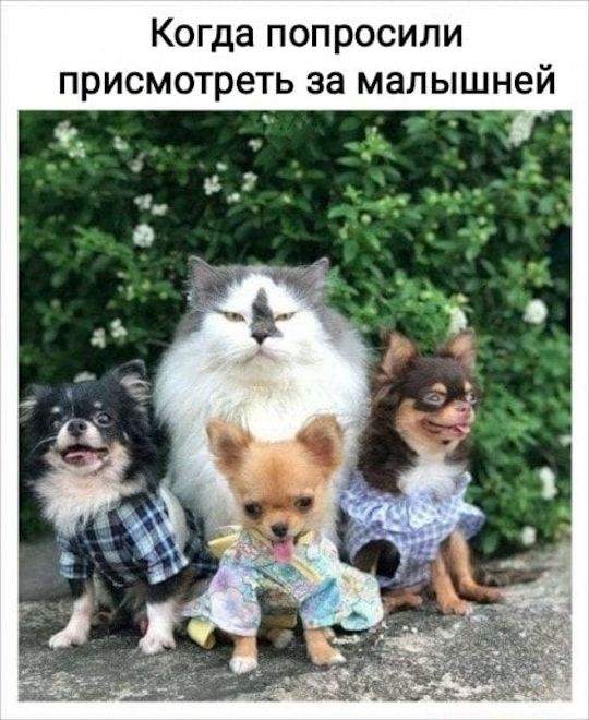 Когда попросили присмотреть за малышней