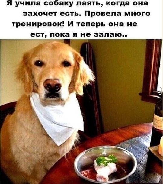 Я учила собаку лаять, когда она захочет есть. Провела много тренировок! И теперь она не ест, пока я не залаю..