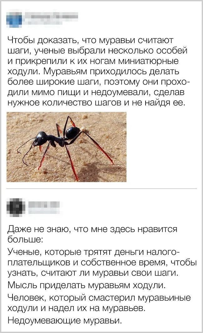 Чтобы доказать, что муравьи считают шаги, учёные выбрали несколько особей и прикрепили к их ногам миниатюрные ходули. Муравьям приходилось делать более широкие шаги, поэтому они проходили мимо пищи и недоумевали, сделав нужное количество шагов и не найдя её.

Даже не знаю, что мне здесь нравится больше: учёные, которые тратят деньги налогоплательщи