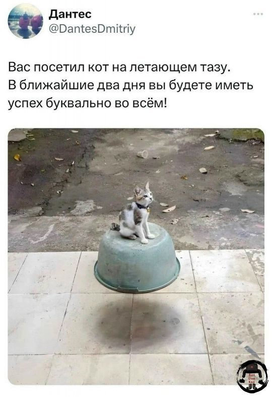 Вас посетил кот на летающем тазу. В ближайшие два дня вы будете иметь успех буквально во всем!