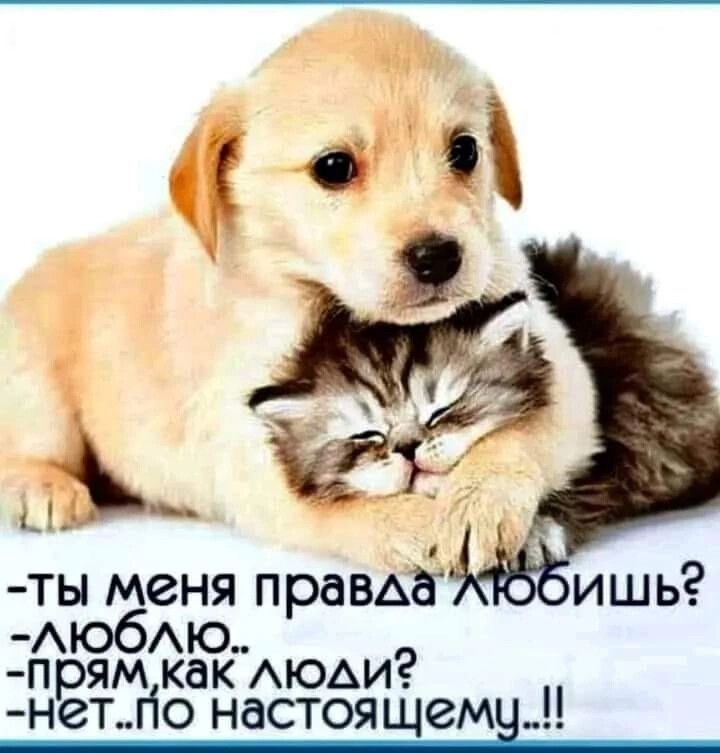 -Ты меня правда любишь?
-Люблю..
-Прям,как люди?
-Нет...по настоящему...!!