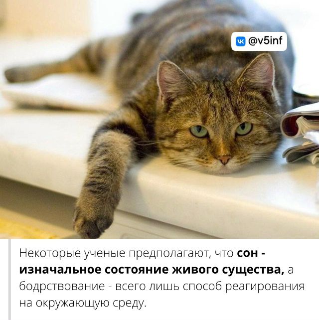 Некоторые учёные предполагают, что сон - изначальное состояние живого существа, а бодрствование - всего лишь способ реагирования на окружающую среду.