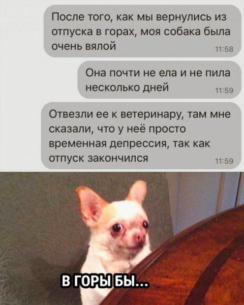 После того, как мы вернулись из отпуска в горах, моя собака была очень вялой. Она почти не ела и не пила несколько дней. Отвезли ее к ветеринару, там мне сказали, что у неё просто временная депрессия, так как отпуск закончился. В горы бы...
