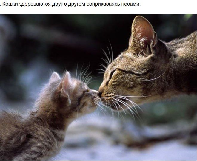 Кошки здороваются друг с другом соприкасаясь носами.