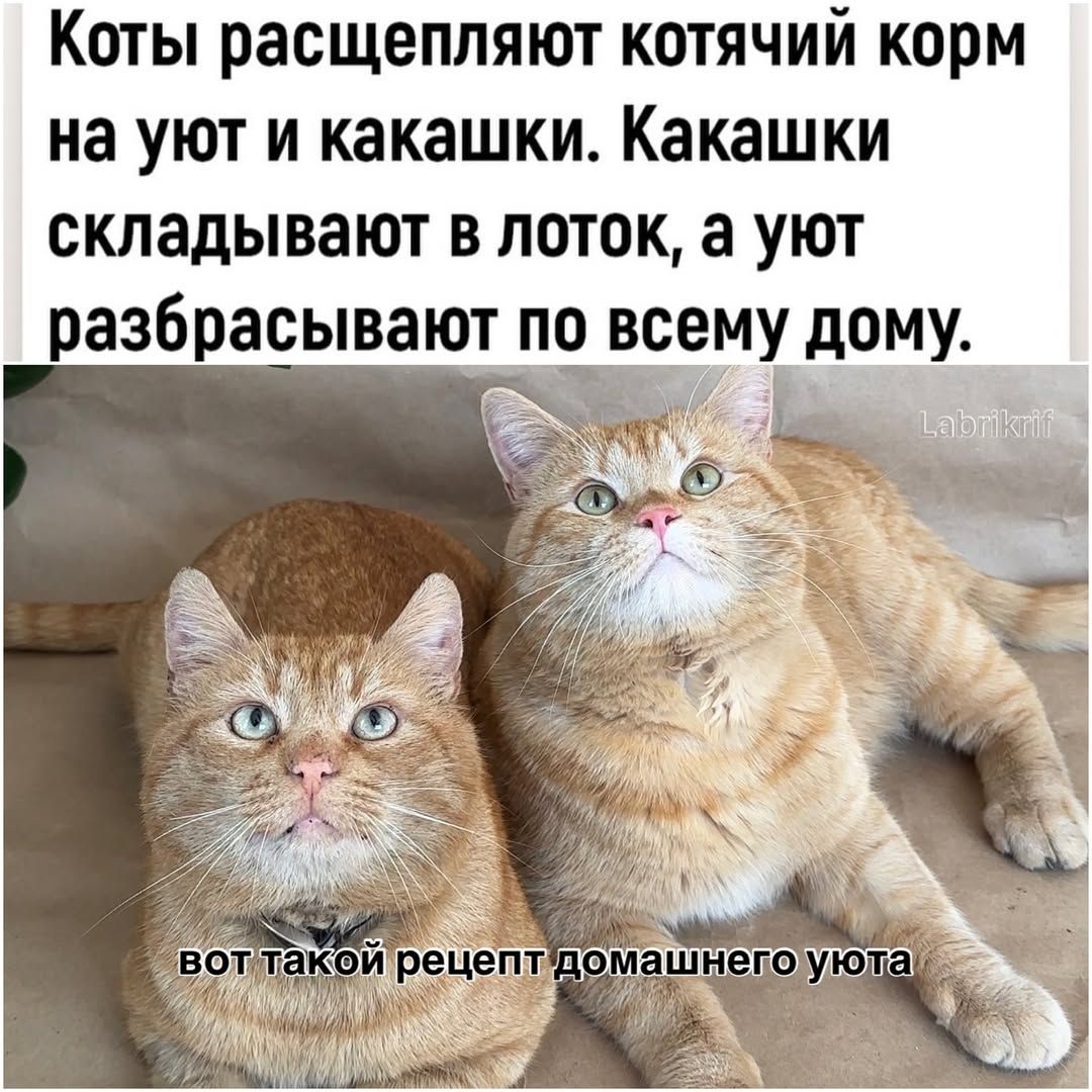Коты расчесывают котячий корм на уют и какашки. Какашки складывают в лоток, а уют разбрасывают по всему дому.
вот такой рецепт домашнего уюта