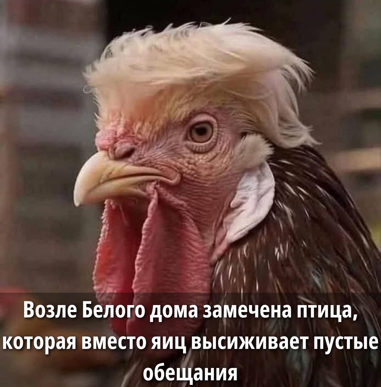 Возле Белого дома замечена птица, которая вместо яиц высушивает пустые обещания