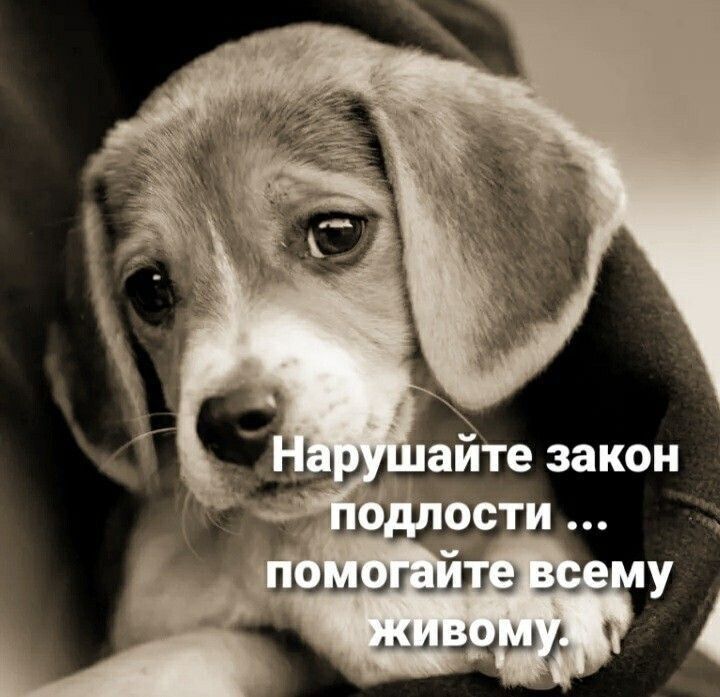 Нарушайте закон подлости ... помогайте всему живому