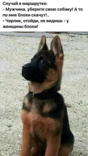 Случай в маршрутке:
- Мужчина, уберите свою собаку! А то по мне блохи скачут!... 
- Чарлик, отойди, не видишь - у женщины блохи!