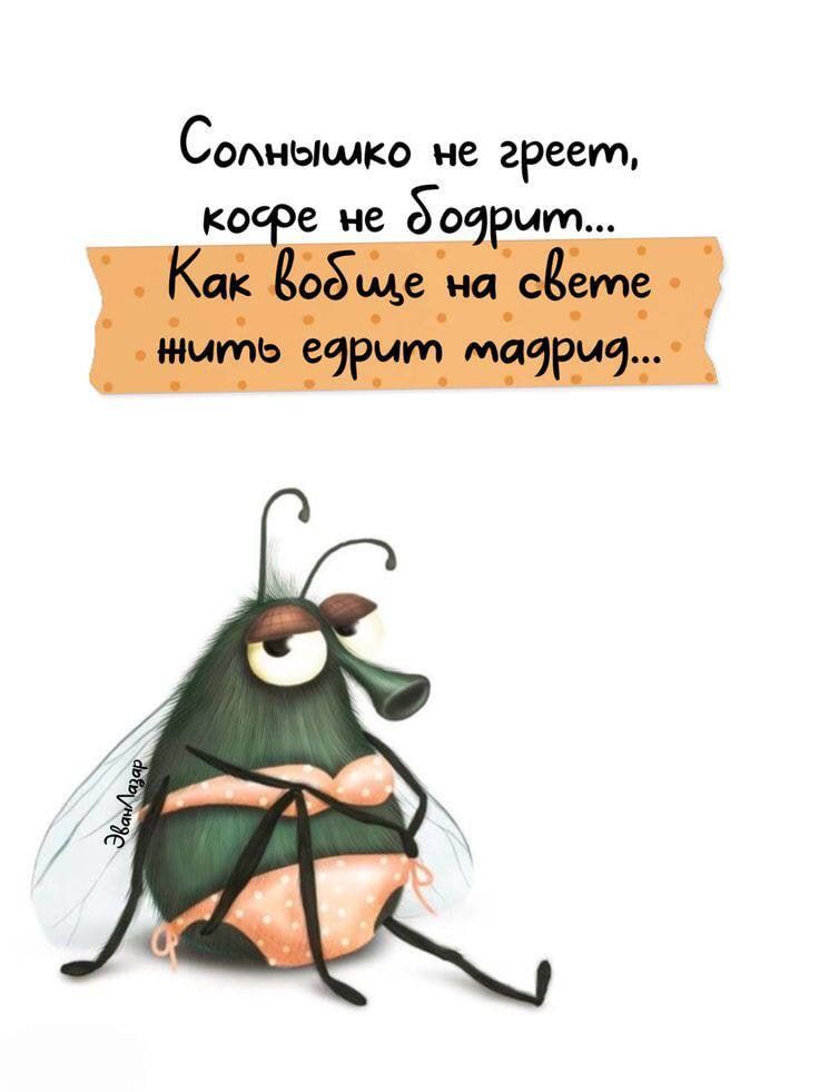 Солнышко не греет, кофе не бодрит... Как вообще на свете нить ерит тадир...