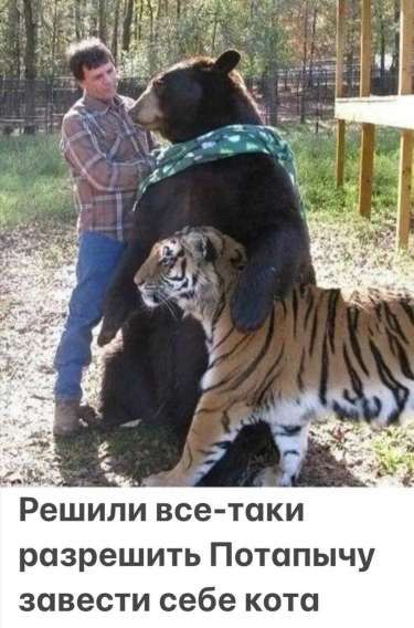 Решили все-таки разрешить Потапычу завести себе кота