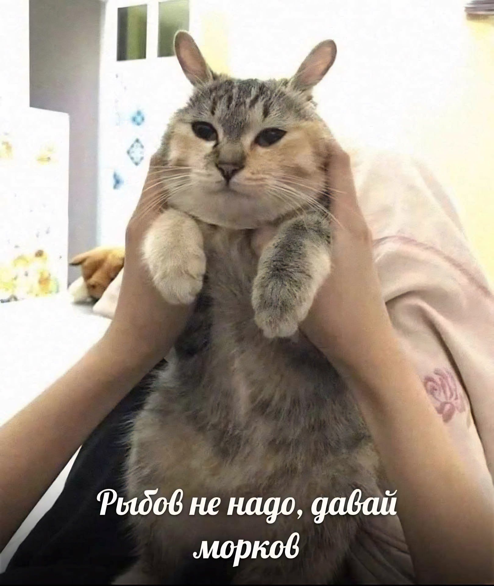 Рыбь не надо, давай морков