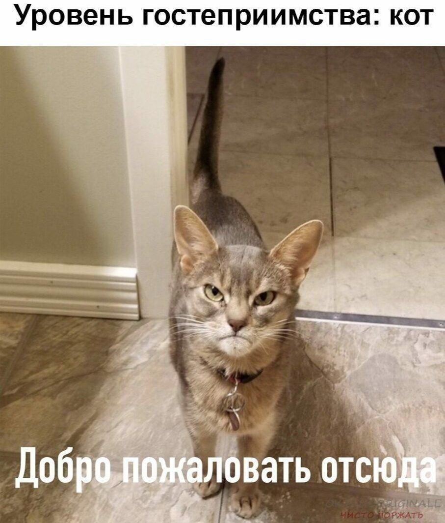 Уровень гостеприимства: кот
Добро пожаловать отсюда