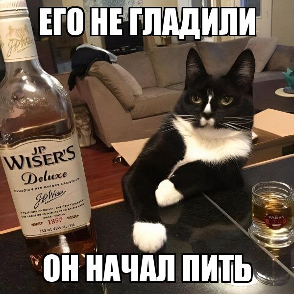 ЕГО НЕ ГЛАДИЛИ
ОН НАЧАЛ ПИТЬ