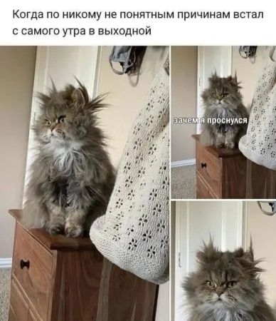 Когда по никому не понятным причинам встал с самого утра в выходной
зачем проснулся