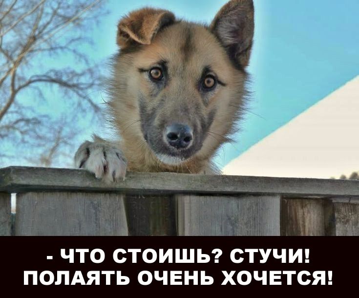 - что стоишь? стучи! полаять очень хочется!
