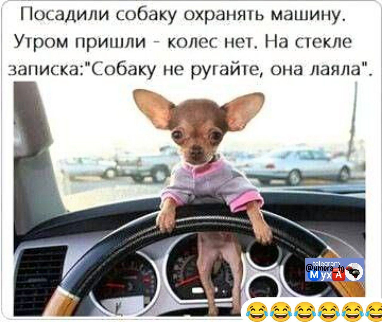 Посадили собаку охранять машину. Утром пришли - колес нет. На стекле записка: 