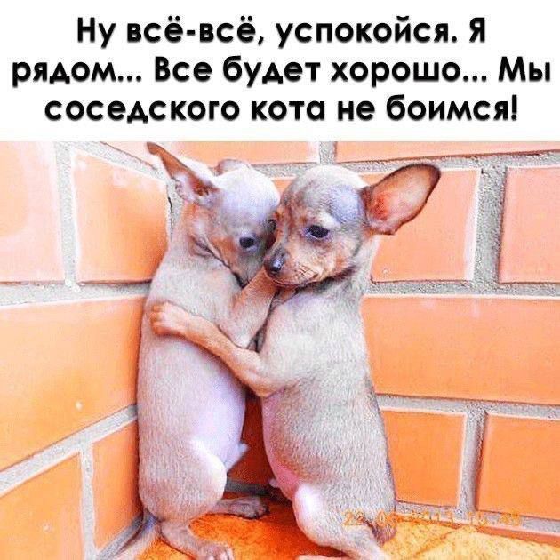 Ну всё-всё, успокойся, Я рядом... Все будет хорошо... Мы соседского кота не боимся!