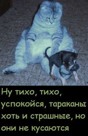 Ну тихо, тихо, успокойся, тараканы хоть и страшные, но они не кусаются