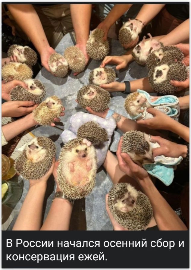 В России начался осенний сбор и консервация ежей.