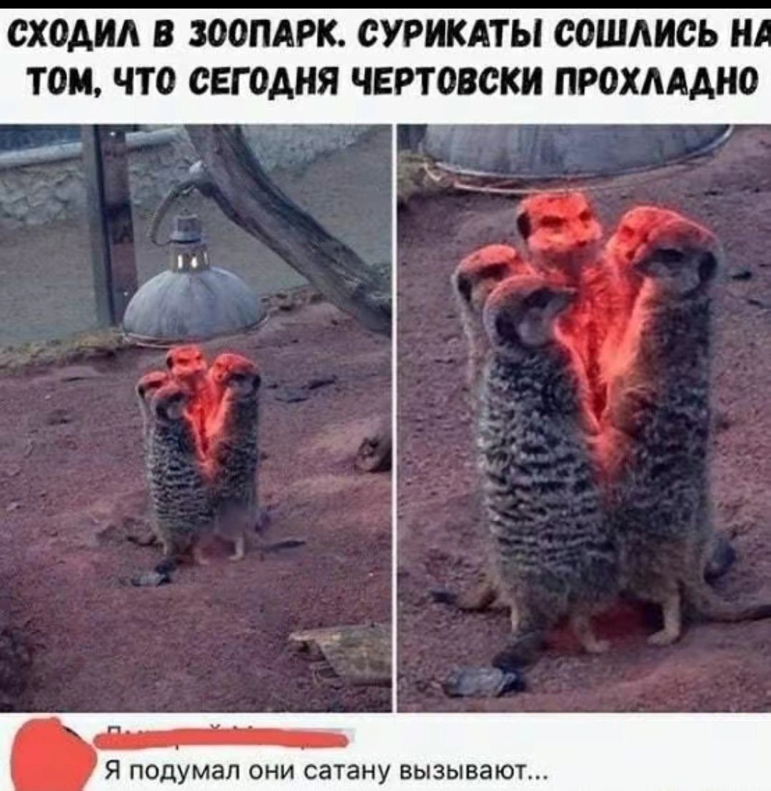 СХОДИЛ В ЗООПАРК. СУРИКАТЫ СОШЛИСЬ НА ТОМ, ЧТО СЕГОДНЯ ЧЕРТОВСКИ ПРОХЛАДНО
Я подумал они сатану вызывают...