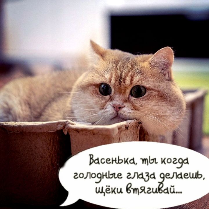 Васенька, ты когда голодные глаза делаешь, щёки втягивай...