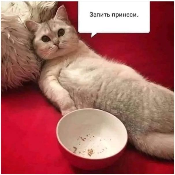 Запить принеси.