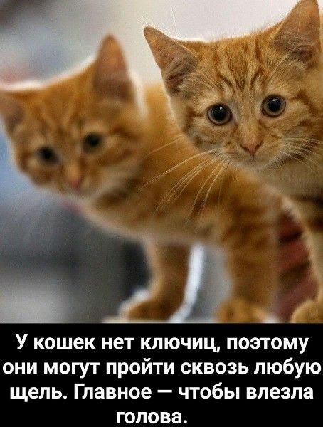 У кошек нет ключиц, поэтому они могут пройти сквозь любую щель. Главное — чтобы влезла голова.