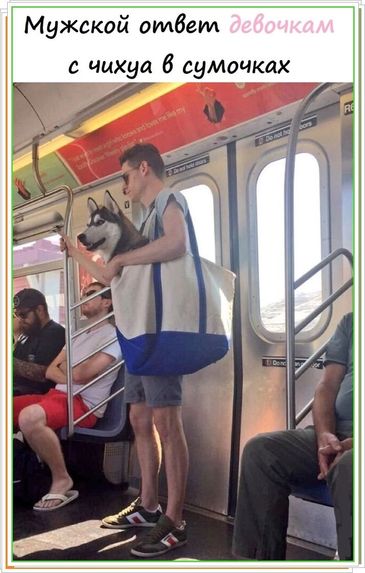 Мужской ответ девочкам с чихуахуа в сумочках