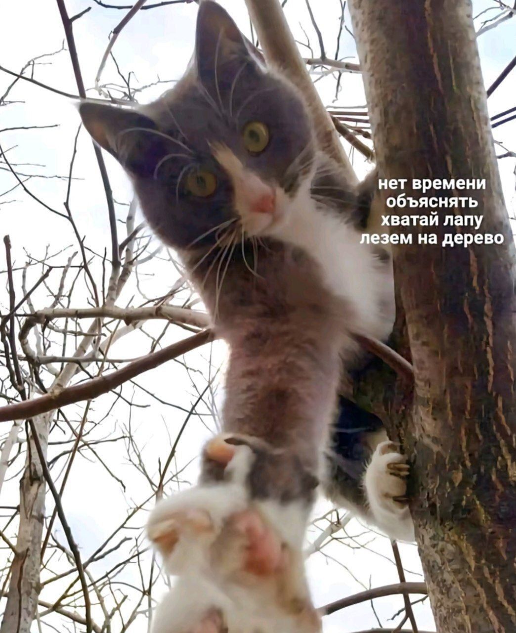 нет времени объяснять хватай лапу лезем на дерево