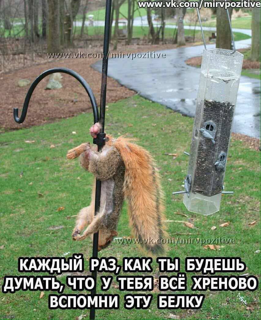 КАЖДЫЙ РАЗ, КАК ТЫ БУДЕШЬ ДУМАТЬ, ЧТО У ТЕБЯ ВСЁ ХРЕНОВО ВСПОМНИ ЭТУ БЕЛКУ