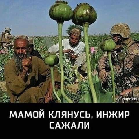 МАМОЙ КЛЯНУСЬ, ИНЖИР САЖАЛИ