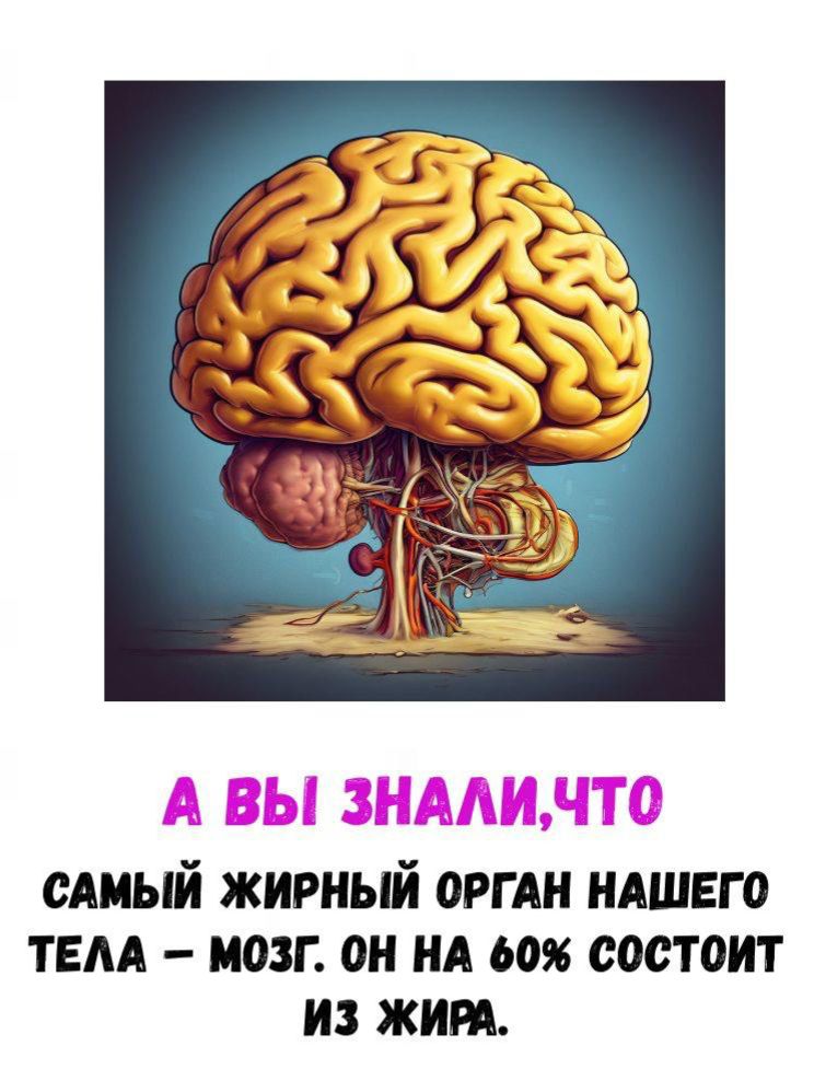 А ВЫ ЗНАЛИ,ЧТО САМЫЙ ЖИРНЫЙ ОРГАН НАШЕГО ТЕЛА – МОЗГ. ОН НА 60% СОСТОИТ ИЗ ЖИРА.