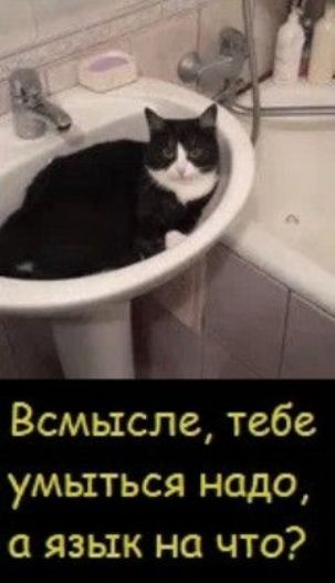 В смысле, тебе умыться надо, а язык на что?