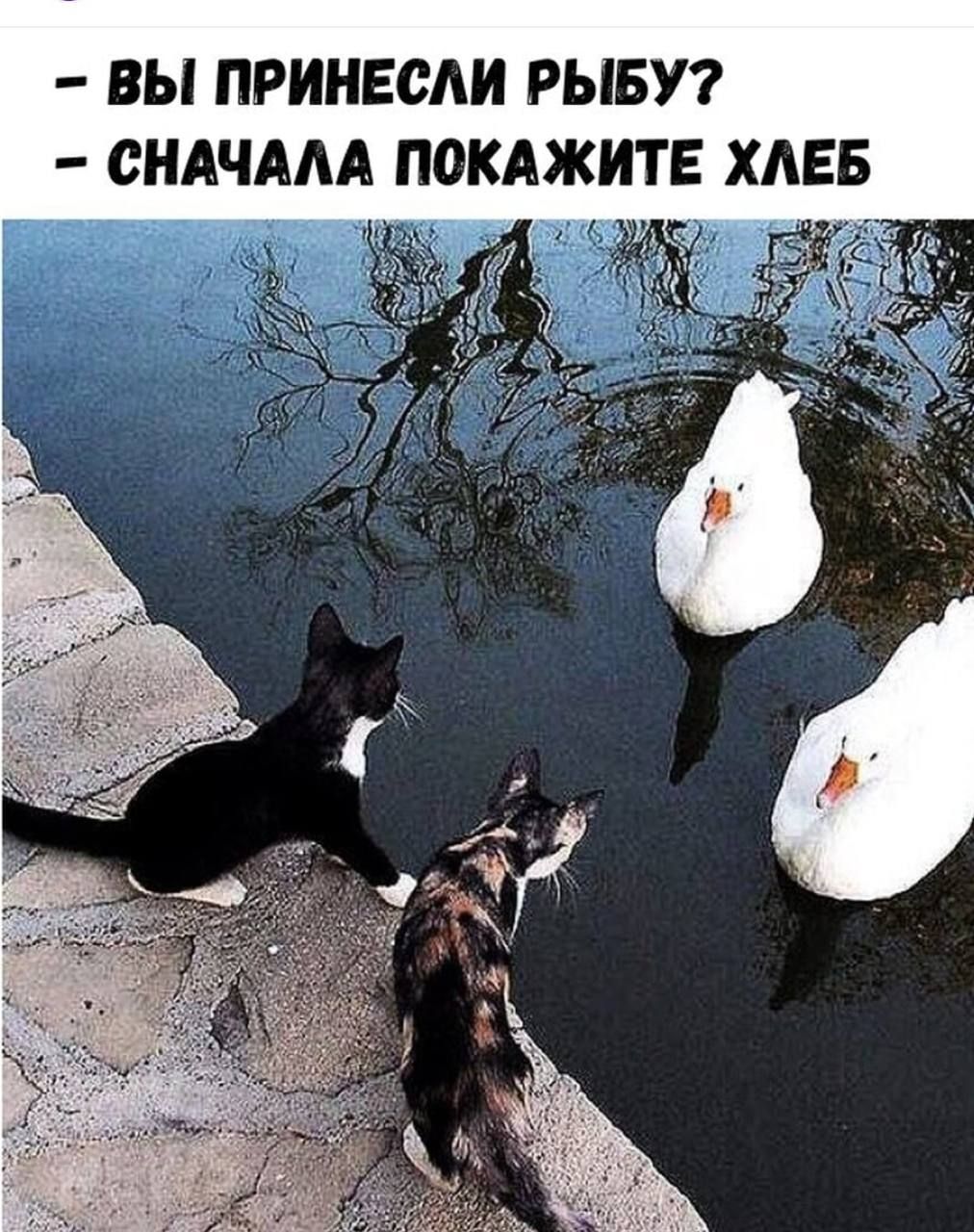 Вы принесли рыбу?
- Сначала покажите хлеб