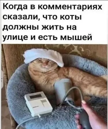 Когда в комментариях сказали, что коты должны жить на улице и есть мышей