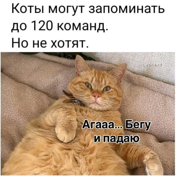 Коты могут запоминать до 120 команд. Но не хотят. Агааа... Бегу и падаю