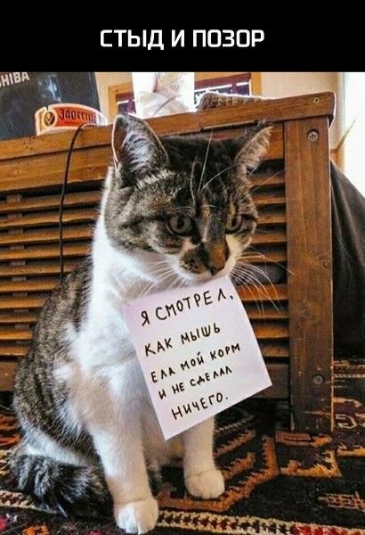стыд и позор
Я смотрел, как мышь ела мой корм и не съела ничего.