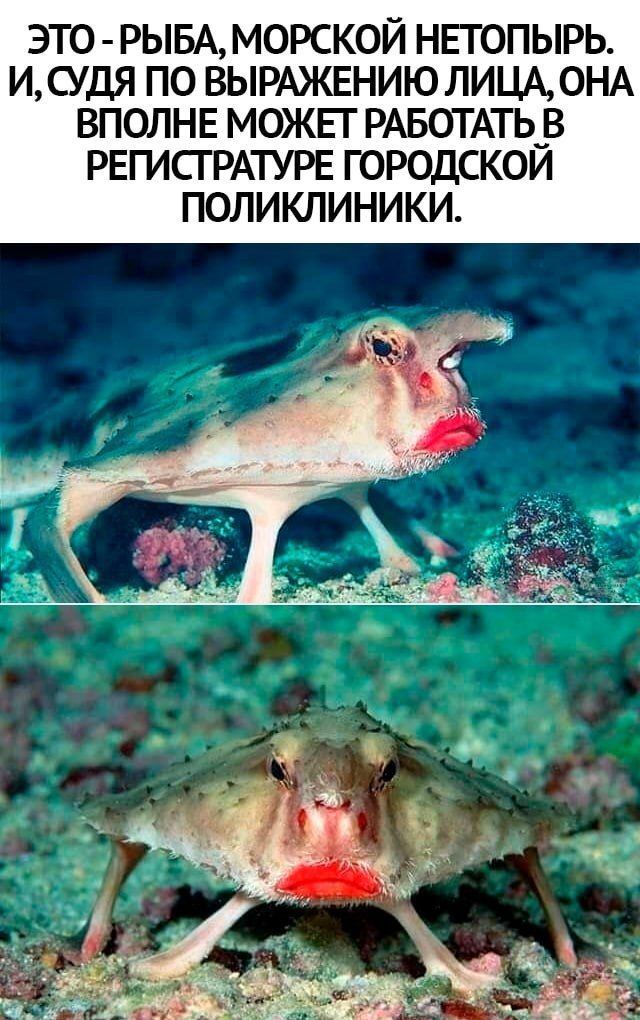 ЭТО - РЫБА, МОРСКОЙ НЕТОПЫРЬ. И, СУДЯ ПО ВЫРАЖЕНИЮ ЛИЦА, ОНА ВПОЛНЕ МОЖЕТ РАБОТАТЬ В РЕГИСТРАТУРЕ ГОРОДСКОЙ ПОЛИКЛИНИКИ.