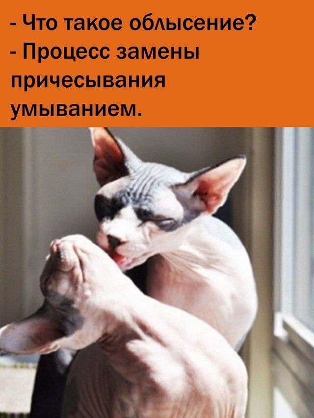 - Что такое облысение? - Процесс замены причесывания умыванием.