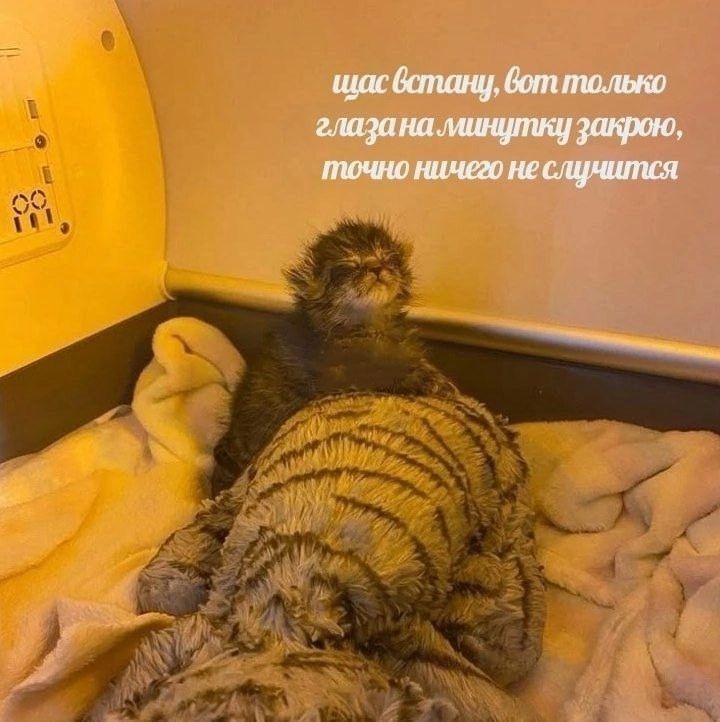 щас встану, вот только глазa на минутку закрою, точно ничего не случится