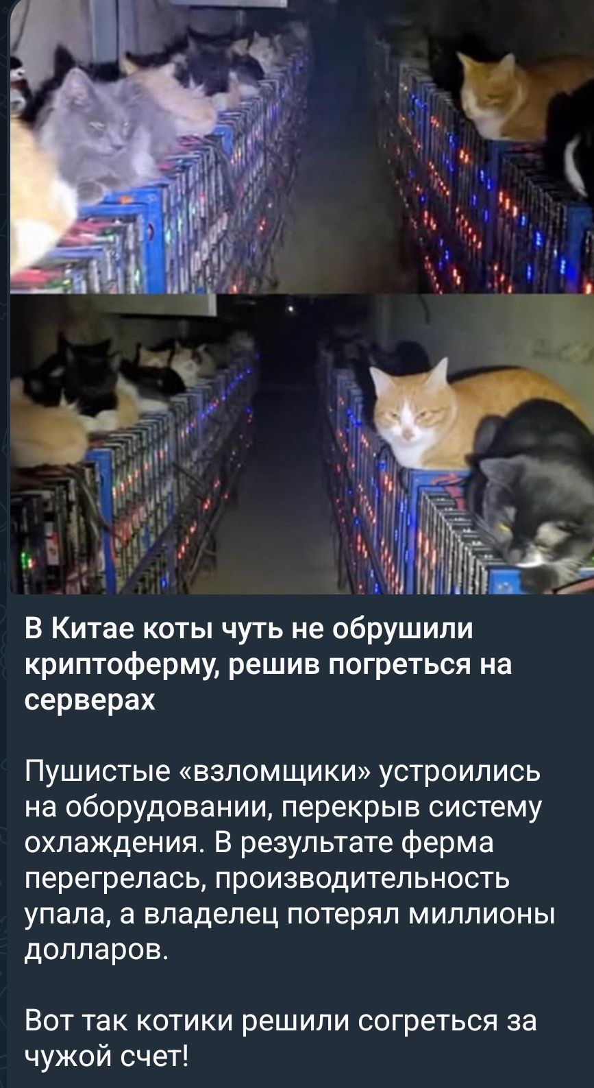 В Китае коты чуть не обрушили криптоферму, решив погретьc на серверах

Пушистые «взломщики» устроились на оборудовании, перекрыв систему охлаждения. В результате ферма перегрелась, производительность упала, а владелец потерял миллионы долларов.

Вот так котики решили согреться за чужой счет!