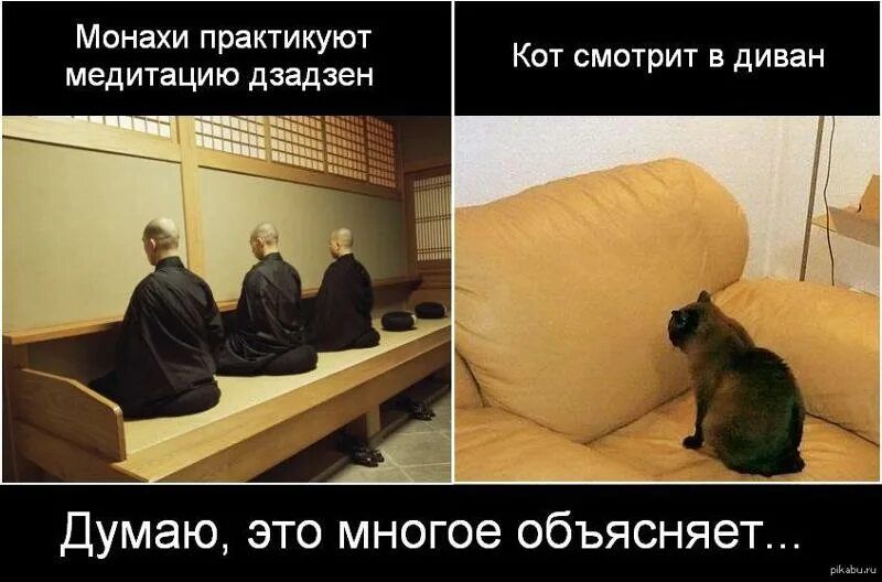 Монахи практикуют медитацию дзадан\nКот смотрит в диван\nДумаю, это многое объясняет...